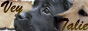 Labradors kennel Vey Talie