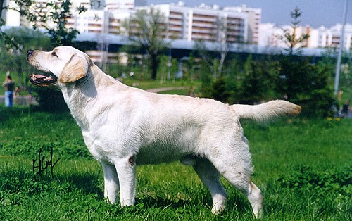 13 месяцев
